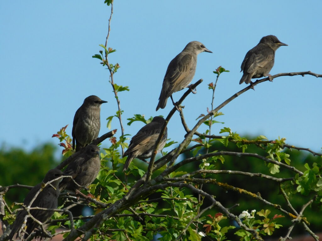 Starling Juviniels